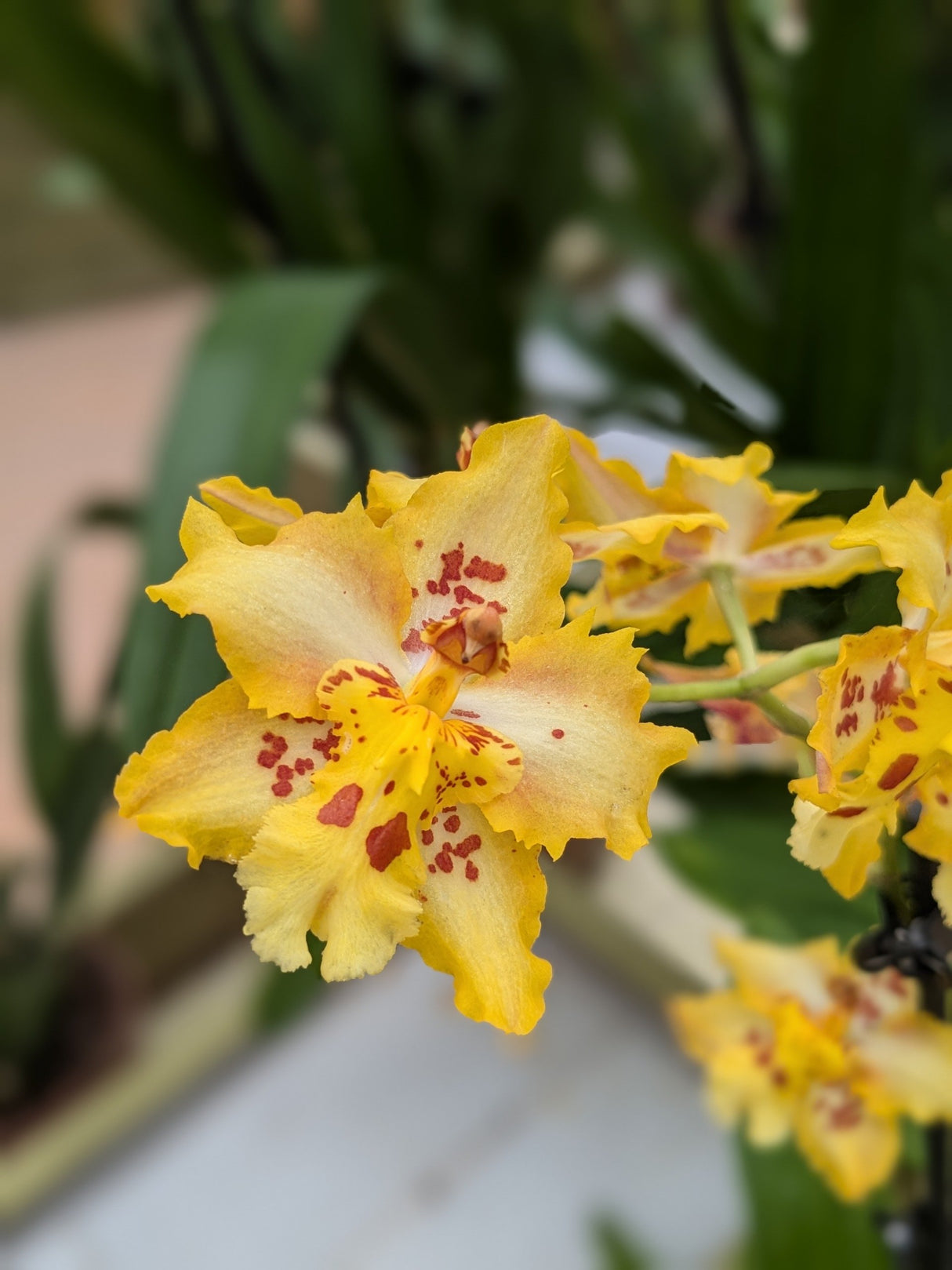 Odontonia Sunny Dance