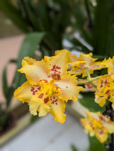 Odontonia Sunny Dance