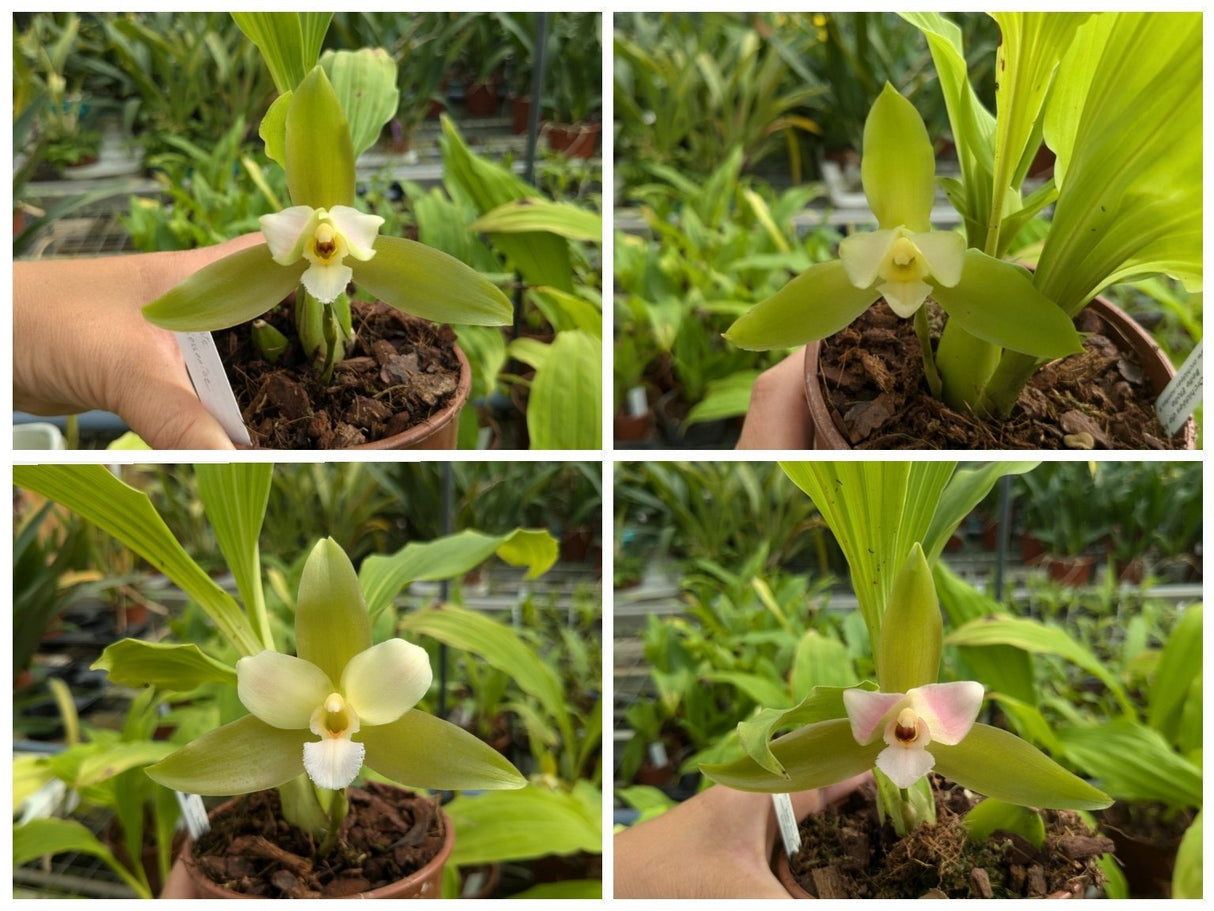 Fleurs de Lycaste x niesseniae d'une même série de semi