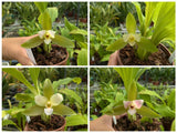 Fleurs de Lycaste x niesseniae d'une même série de semi