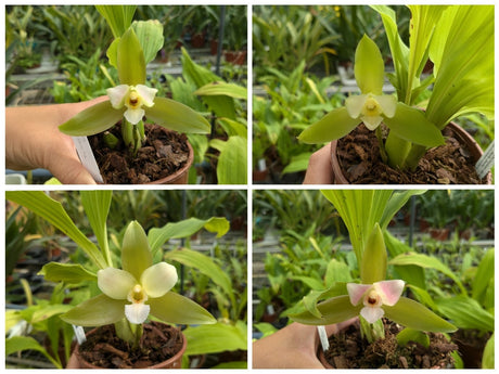 Fleurs de Lycaste x niesseniae d'une même série de semi