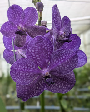 Vanda Blue, hybride Vanda coerulea, violet tirant vers le bleu