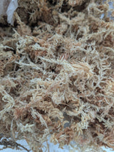 Sphaigne de Nouvelle Zélande en vrac