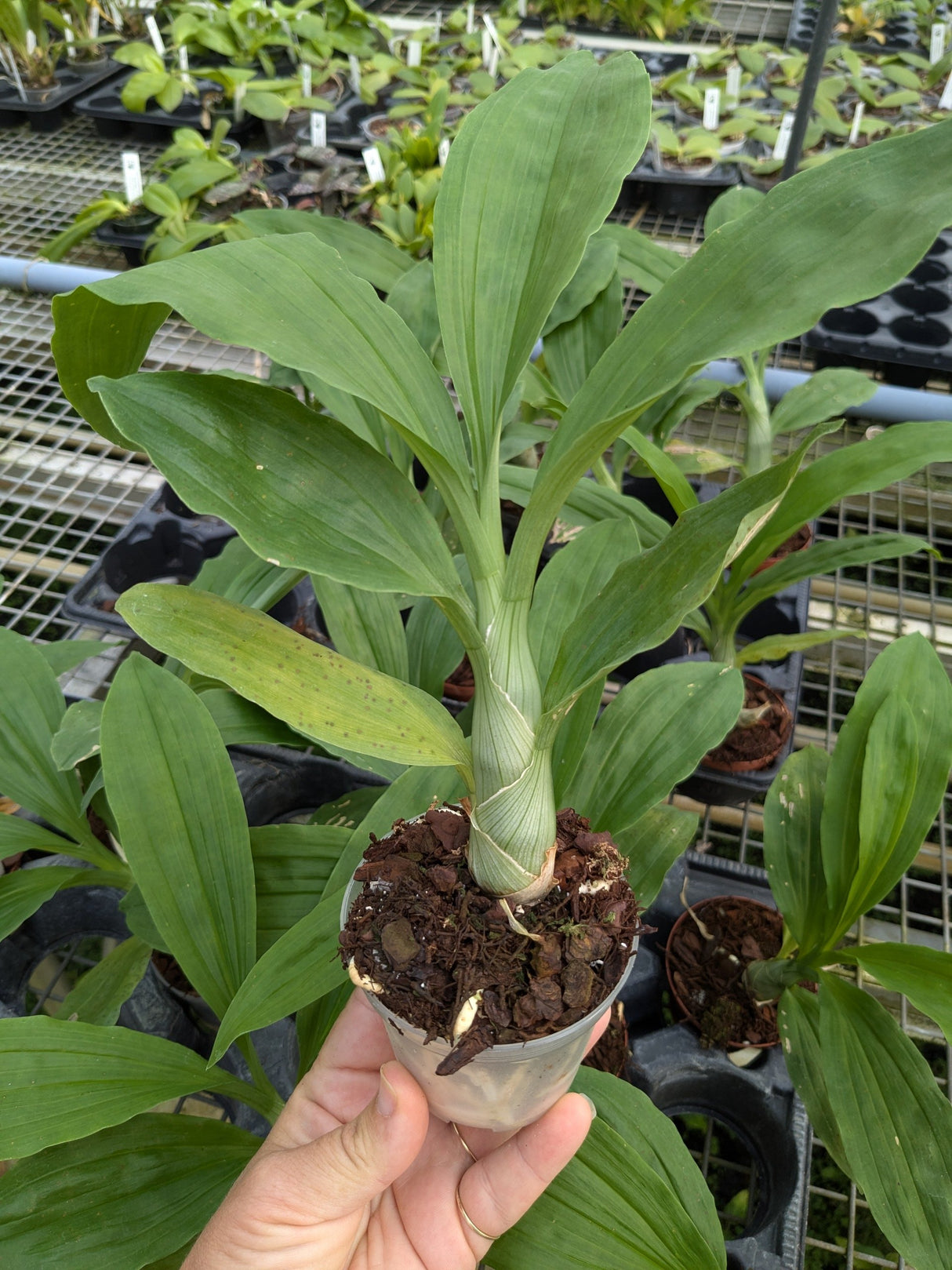 Catasetum Broga Black Leopard