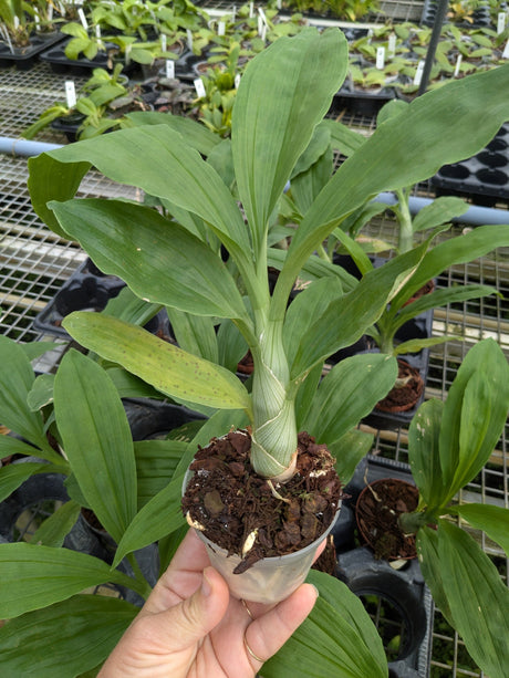 Catasetum Broga Black Leopard