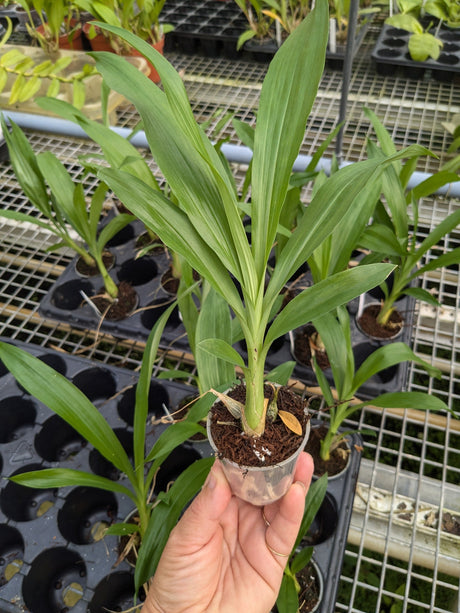 Fredclarkeara After Dark SVO "Black Pearl" (orchidée noire) non fleuri
