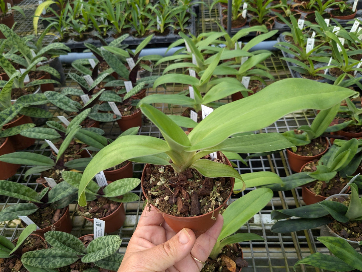 Paphiopedilum platyphyllum