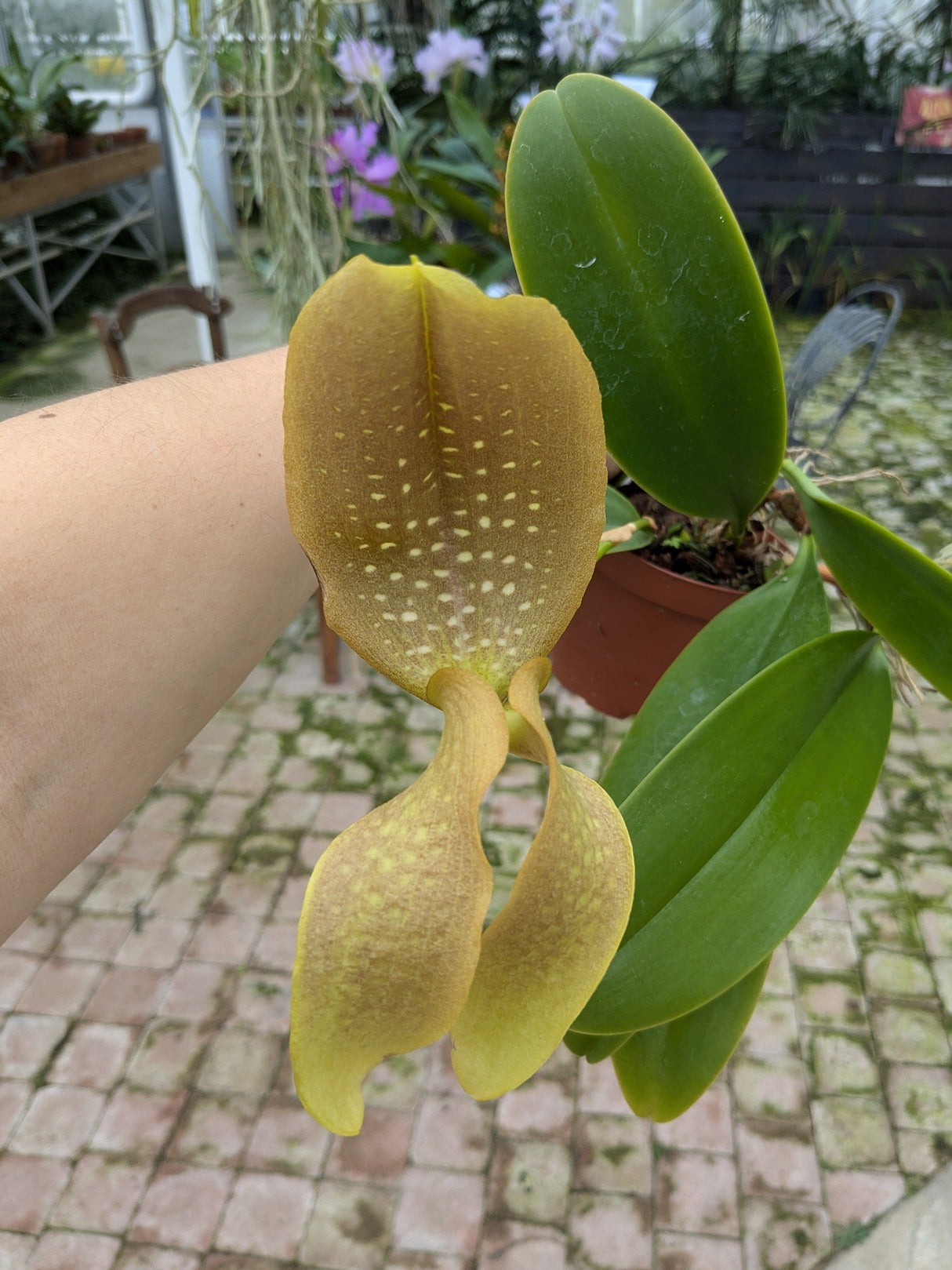 Bulbophyllum grandiflorum