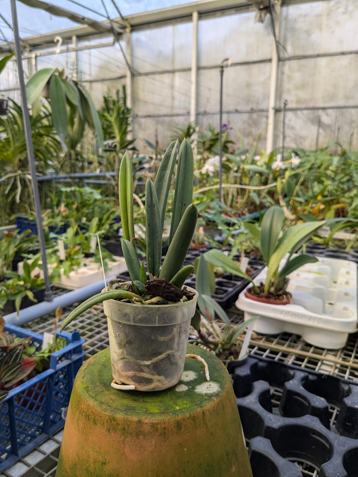 Brassavola nodosa