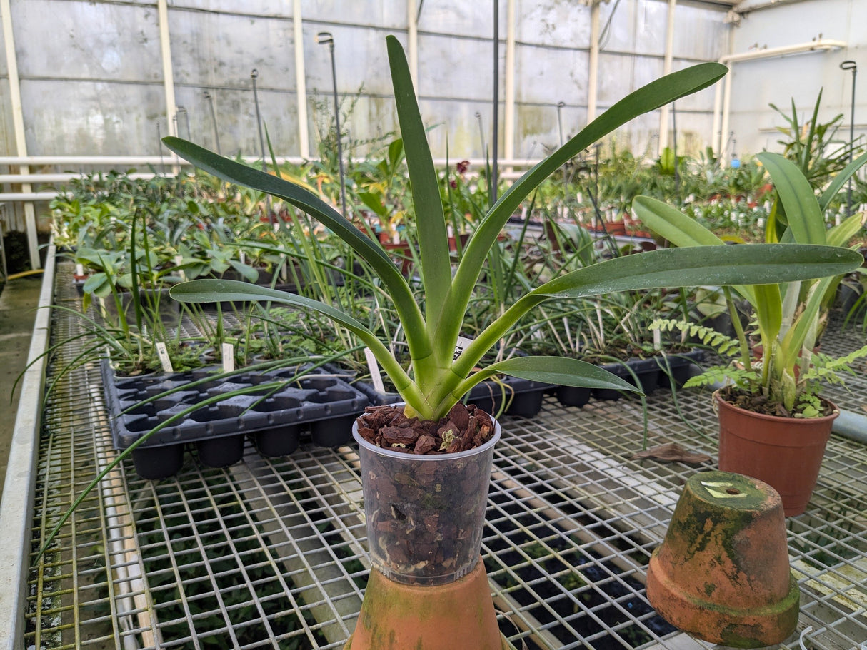 Jumellea arachnantha