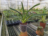 Jumellea arachnantha