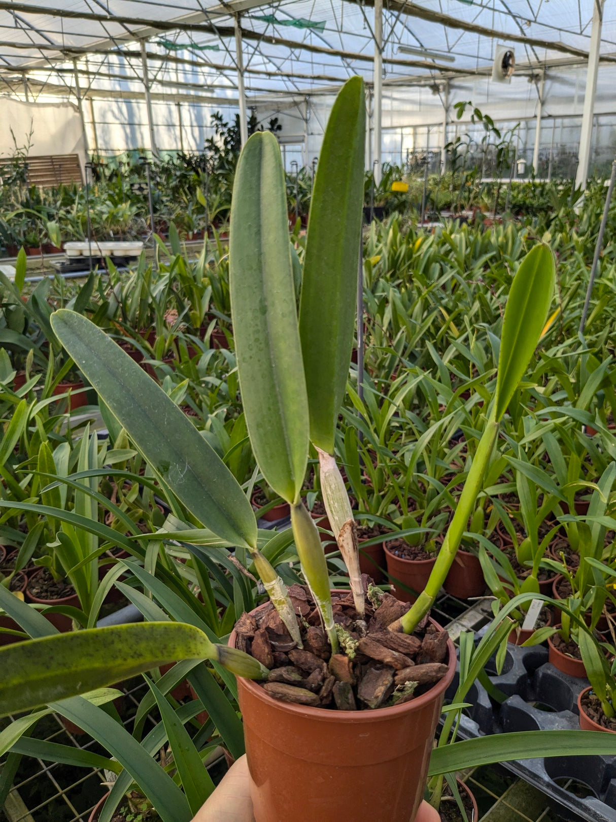 Laelia purpurata var. sanguinea
