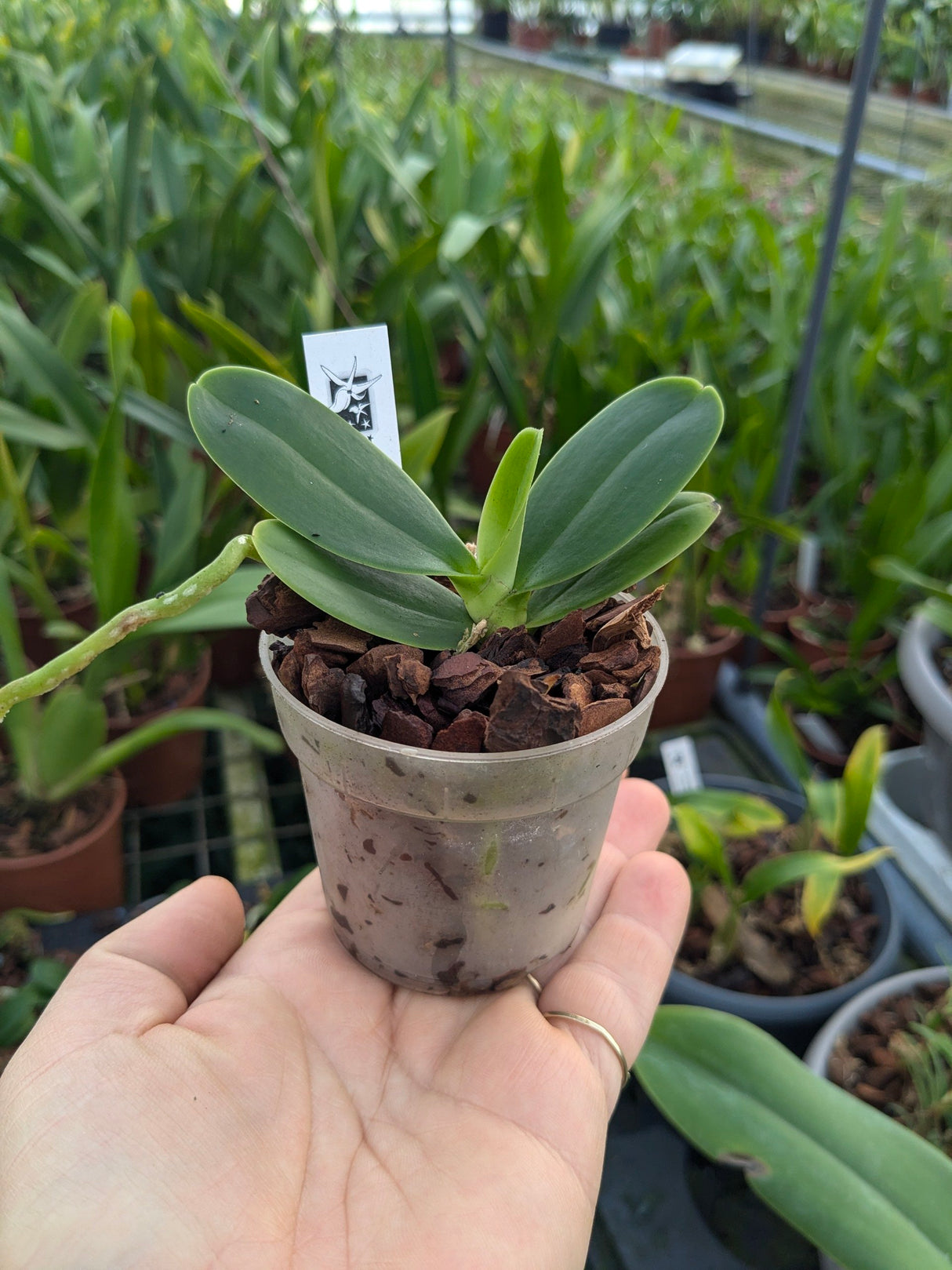 Phalaenopsis (Sedirea) japonica