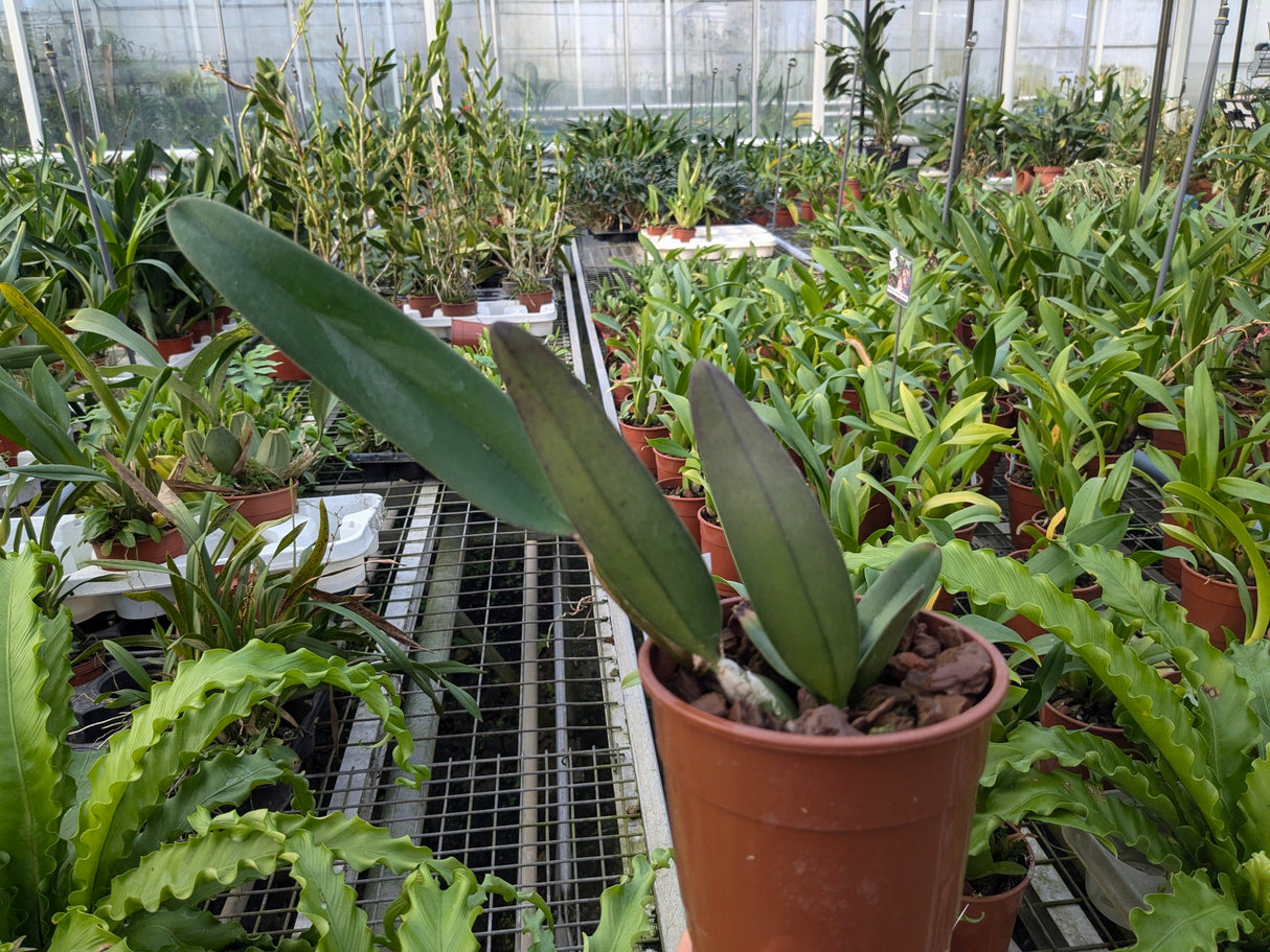 Cattleya lawrenceana