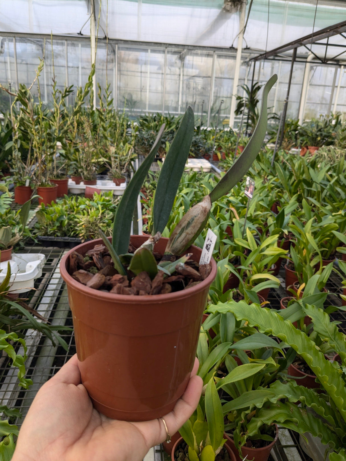 Cattleya lawrenceana