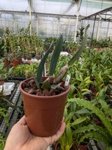 Cattleya lawrenceana