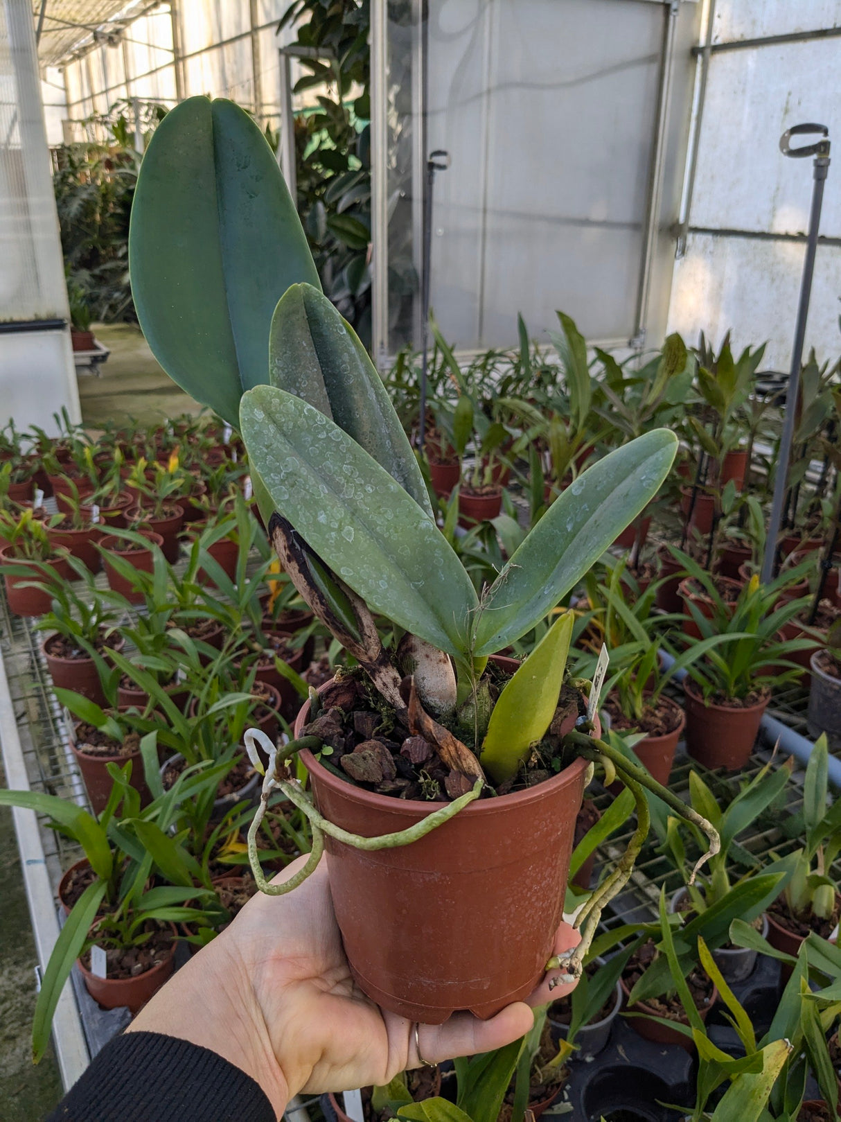 Ryncholaeliocattleya Chomthong Fancy