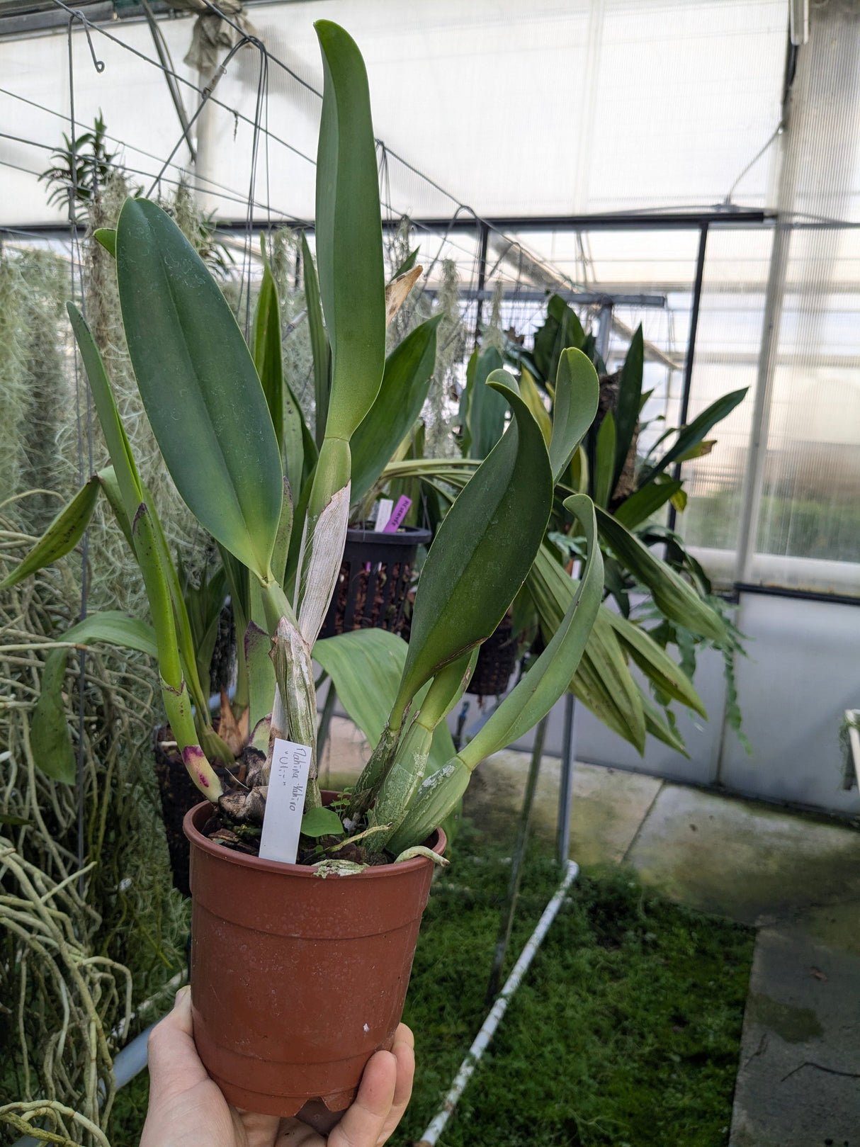 Rhyncholaeliocattleya Mahina Yahiro 'Ulii'