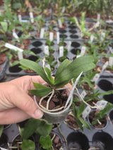 Aerangis biloba