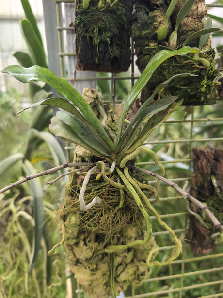 Aerangis modesta