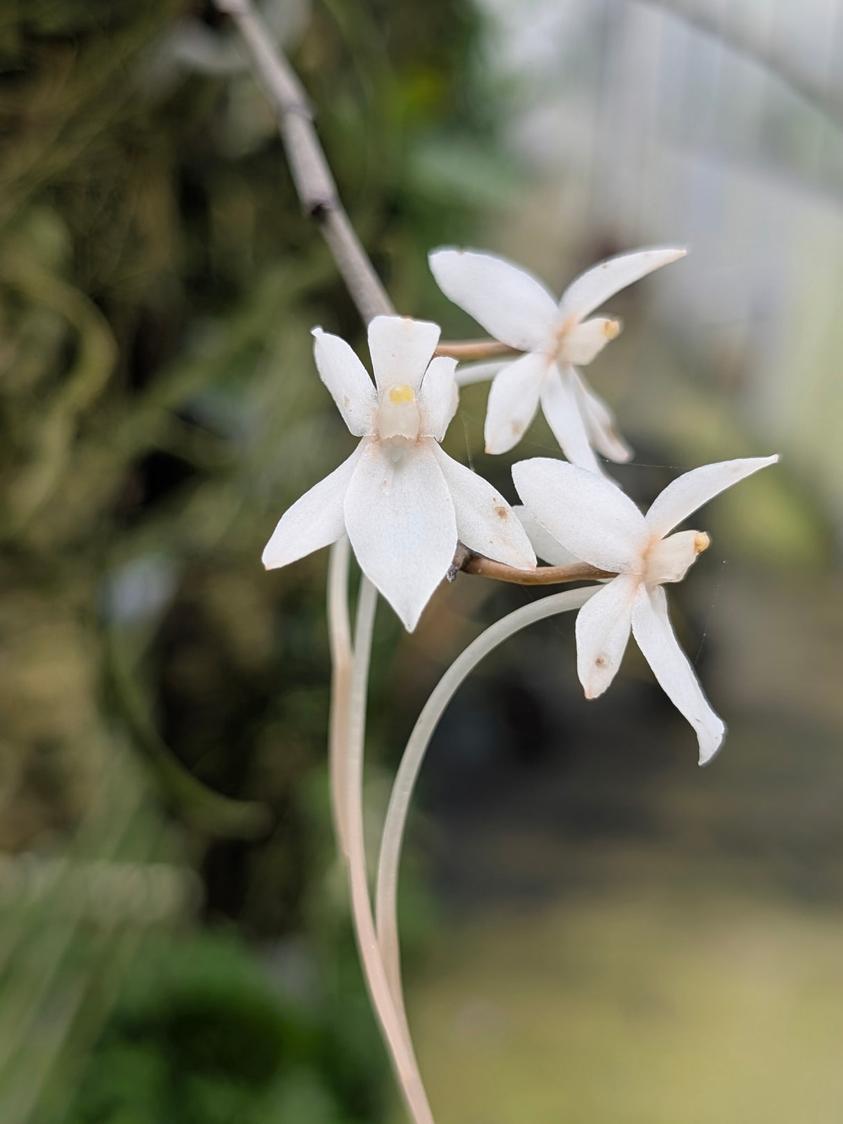 Aerangis modesta