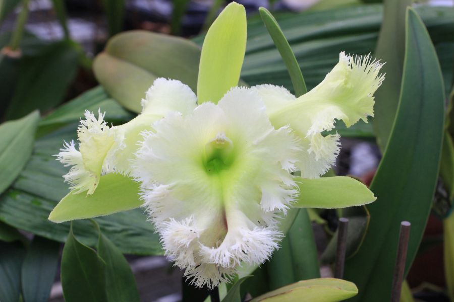 Brassocattleya Golf Green très grosse fleur vert clair au labelle très découpé en froufrous blanc/vert