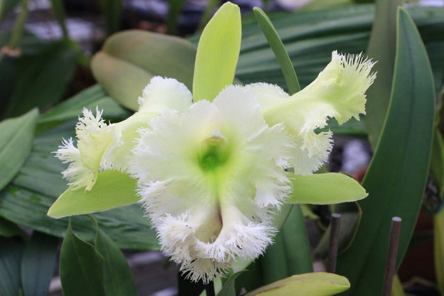 Brassocattleya Golf Green très grosse fleur vert clair au labelle très découpé en froufrous blanc/vert