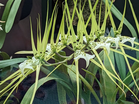 Brassia verrucosa