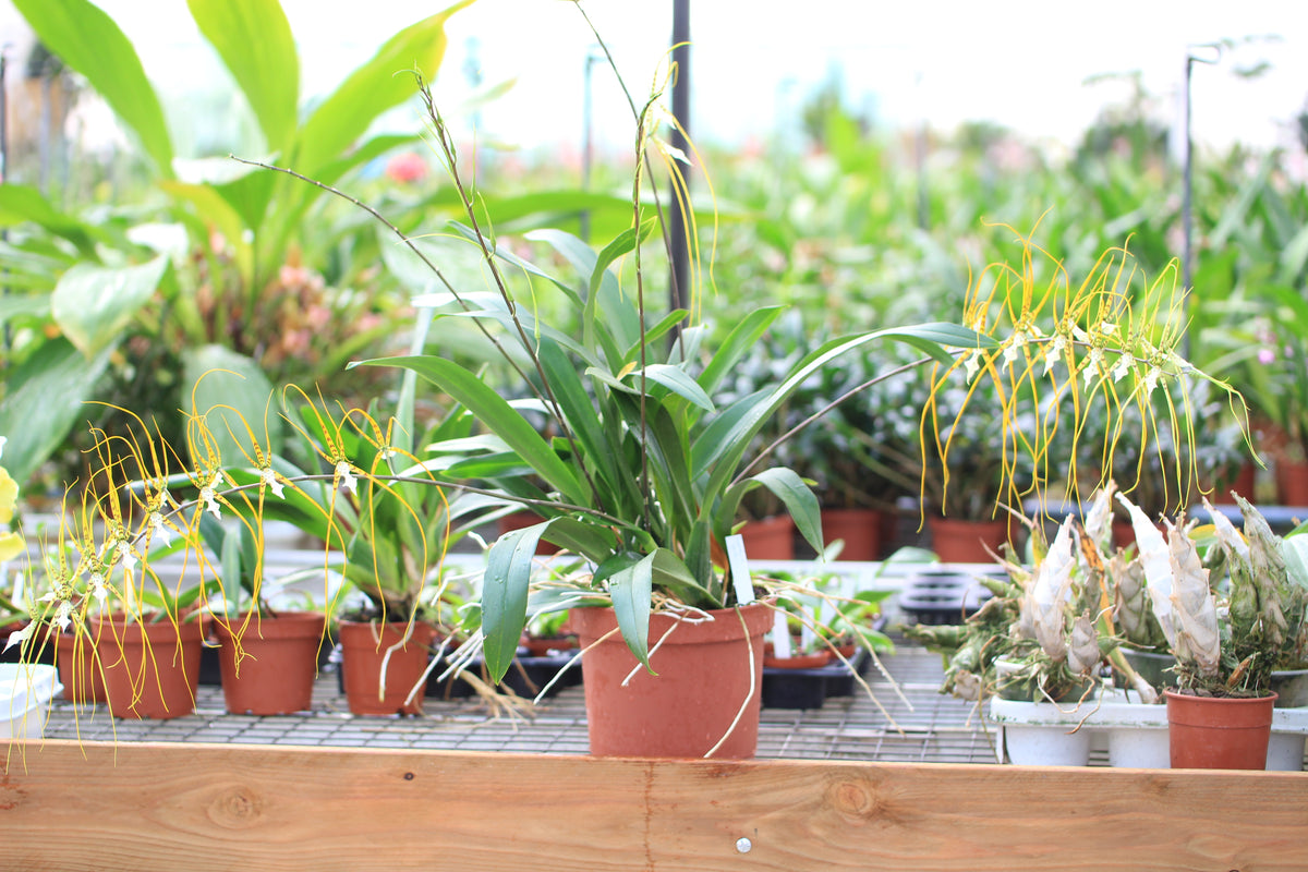 Les Orchidées de la Belle Etoile - Vente en ligne d'orchidées