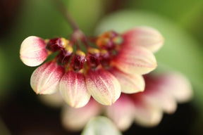 Bulbophyllum lepidum