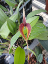 Bulbophyllum masdevalliaceum