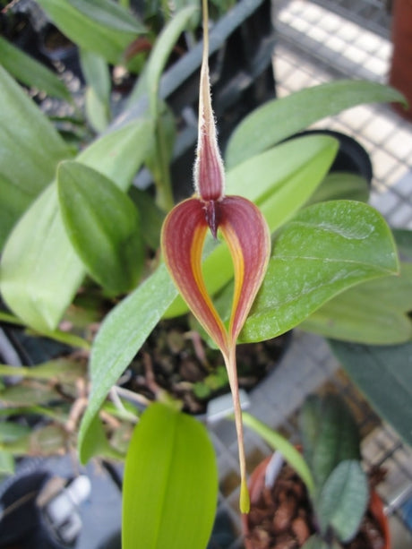 Bulbophyllum masdevalliaceum