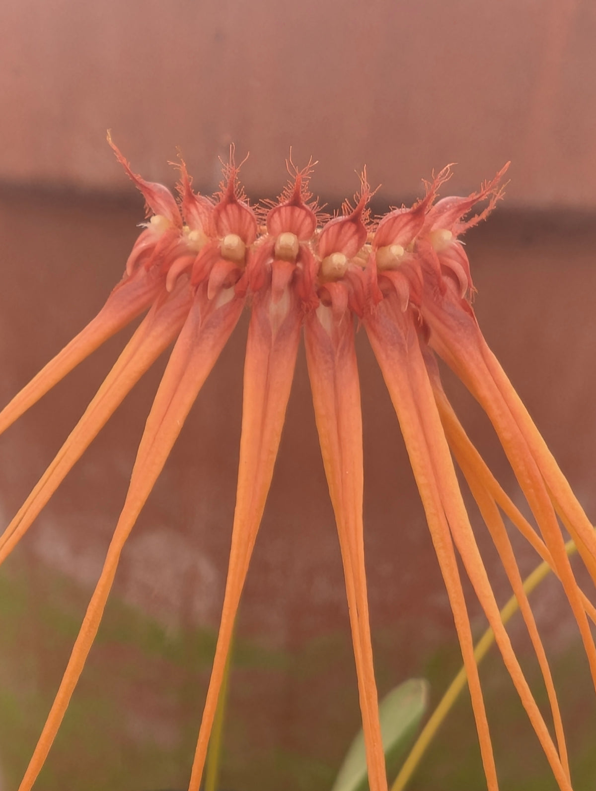 Bulbophyllum pecten-veneris