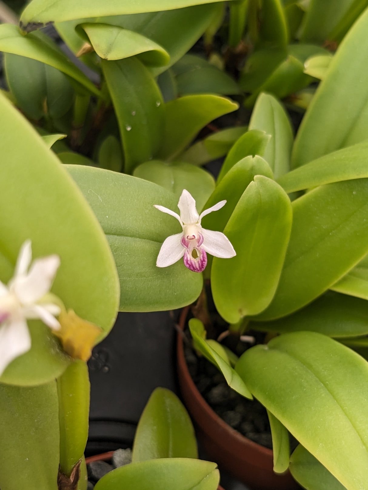 Cadetia collina