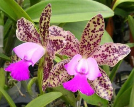 Fleurs de Cattleya Green Emerald