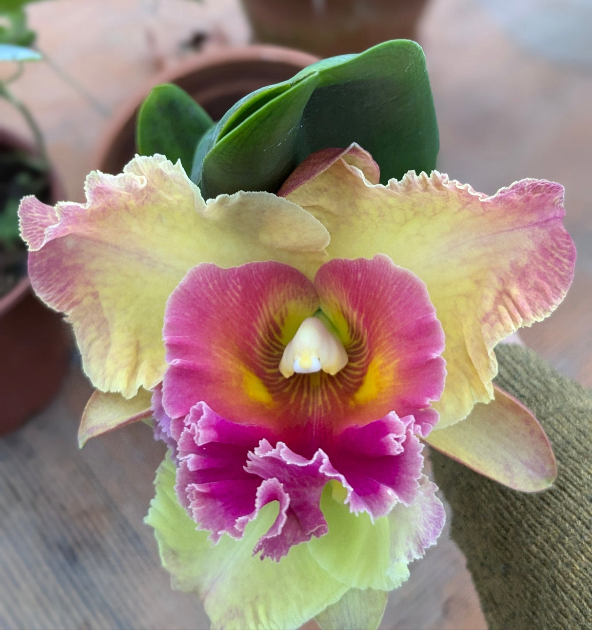 Ryncholaeliocattleya Chomthong Fancy