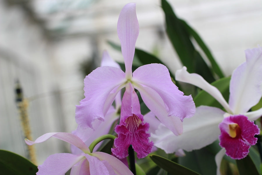 Cattleya Lustre