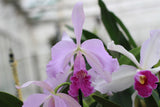 Cattleya Lustre