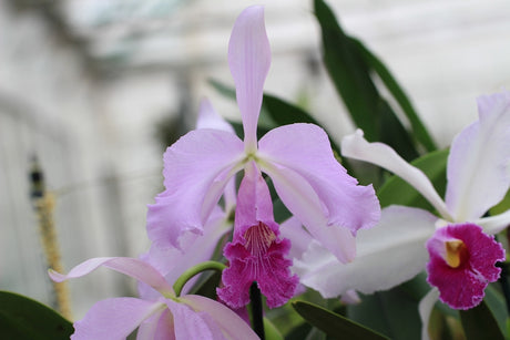 Cattleya Lustre