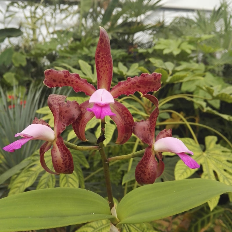Cattleya leopoldii en fleur