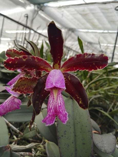 Cattleya schilleriana