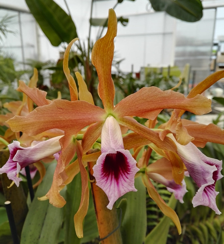 Fleur de Cattleya tenebrosa, couleur bronze avec le labelle violet orné de pourpre