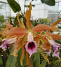 Fleur de Cattleya tenebrosa, couleur bronze avec le labelle violet orné de pourpre