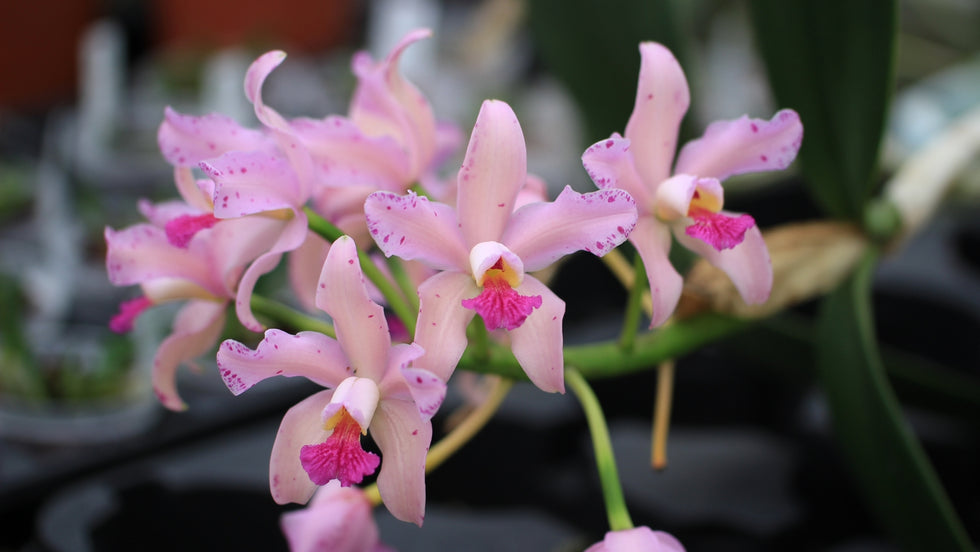 Les Orchidées de la Belle Etoile - Vente en ligne d'orchidées