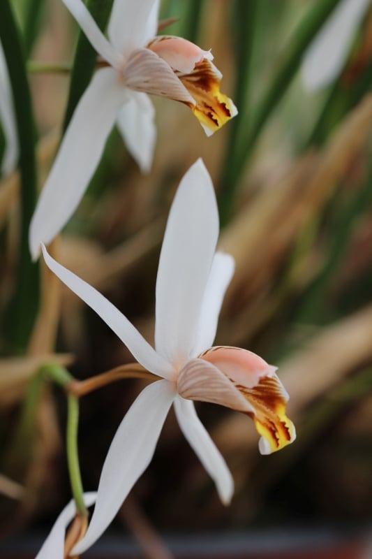 Coelogyne ovalis
