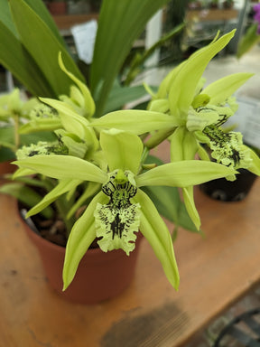 Photo fleur de Coelogyne pandurata