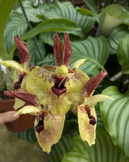 Catasetum expansum "Yellow spotted"