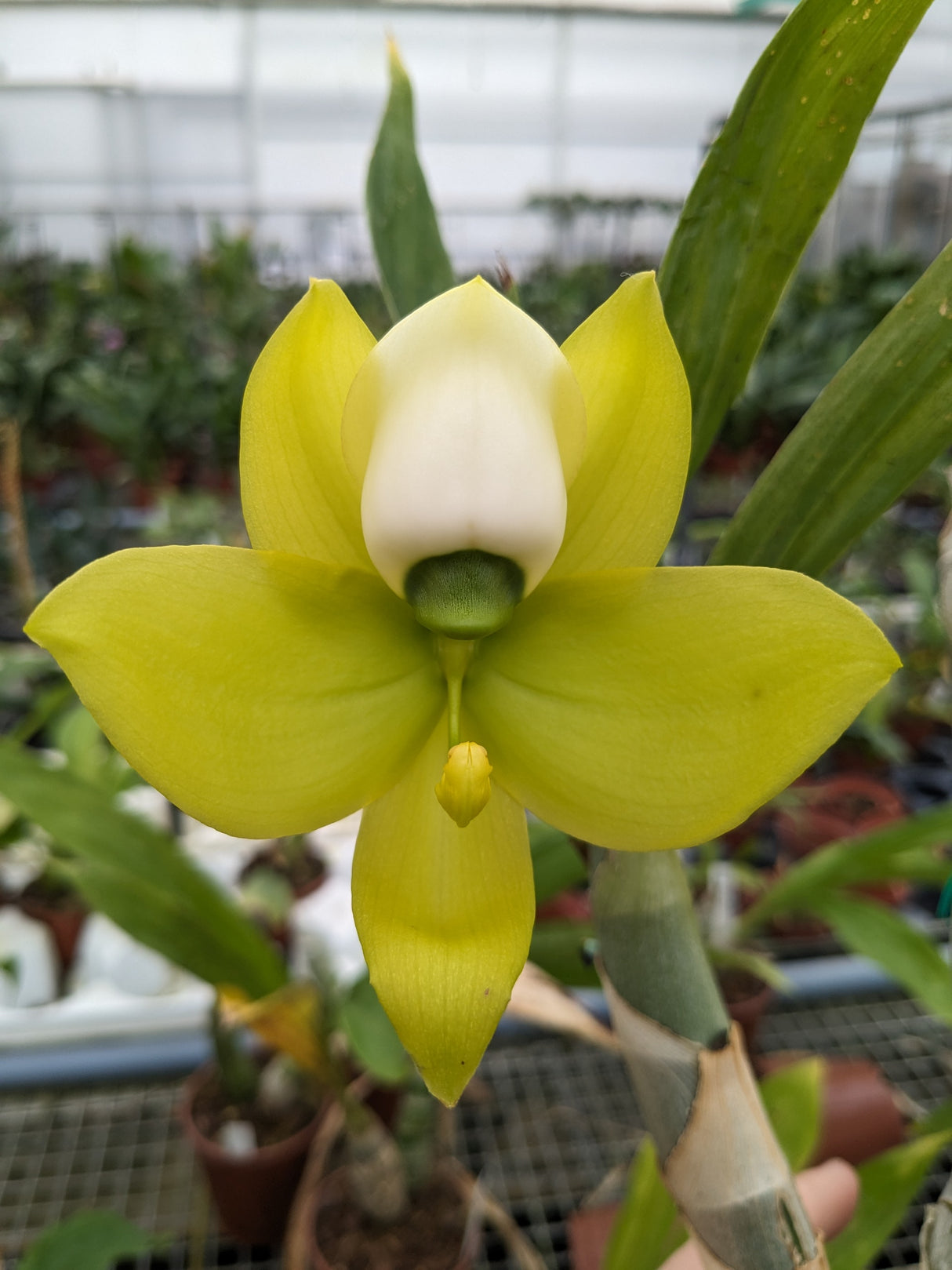 Fleur de cycnoches warscewiczii, verte et blanche, labelle blanc inversé
