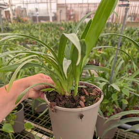 Cymbidium Lucky Gloria 'Aguri'