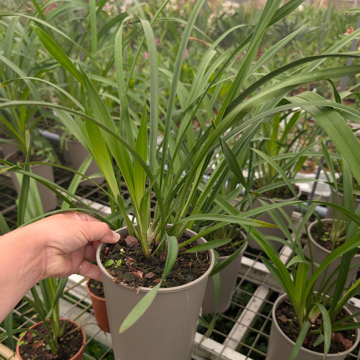 Cymbidium Majolica